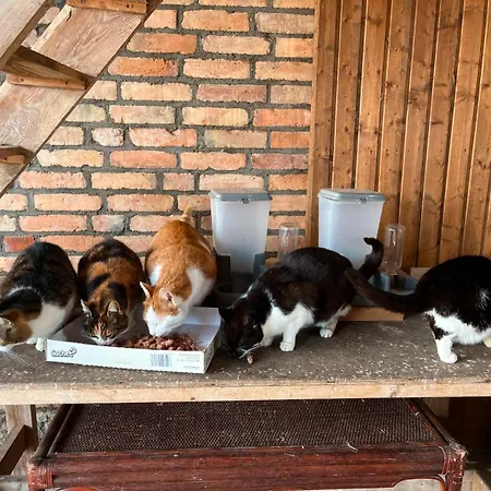 Hof Nahe Kummerower Apartment Verchen